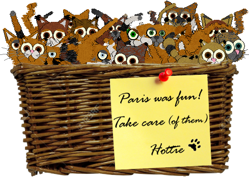 Basket of kittens from Hottie, with love...